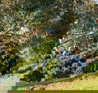 Early Morning Savannah Experience - Restaurants Sydney