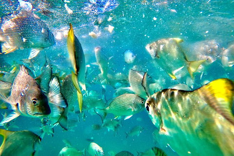 Moreton Island Day Trip (Kayak, Snorkel & Sandboard) Frm Brisbane Or Gold Coast - Restaurants Sydney 1