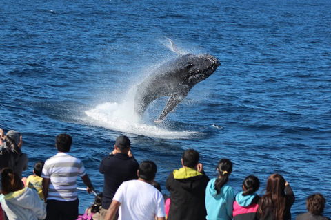 Tangalooma Island Resort Whale Watching Day Cruise With Dolphin Viewing - Restaurants Sydney 1
