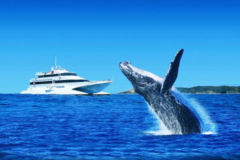 Tangalooma Island Resort Whale Watching Day Cruise With Dolphin Viewing - Restaurants Sydney 2