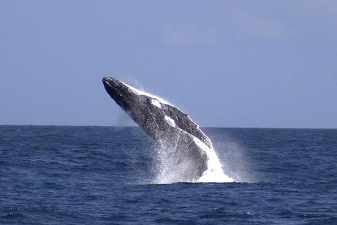 Tangalooma Island Resort Whale Watching Day Cruise With Dolphin Viewing - Restaurants Sydney 4