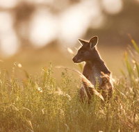 Sunset Blue Mountains Wilderness  Wildlife Tour without the crowds - Restaurants Sydney
