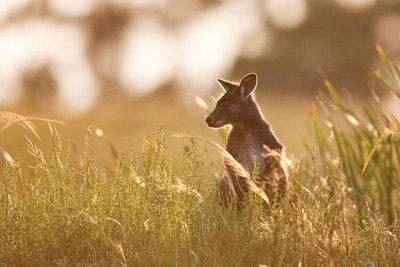 Sunset Blue Mountains Wilderness  Wildlife Tour without the crowds