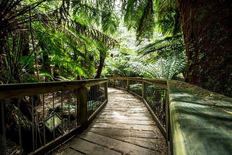 Small-Group Great Ocean Road Experience And Surf Coast Tour - Restaurants Sydney 1