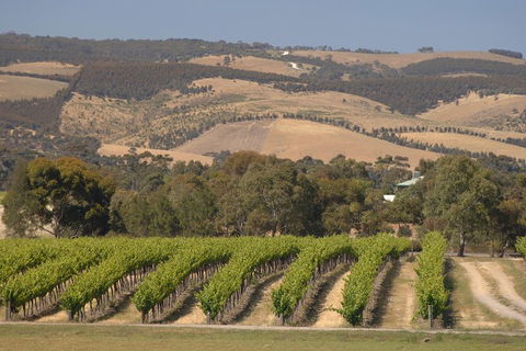 McLaren Vale And Glenelg Wine Tasting And Sightseeing (Half-day Afternoon) - Restaurants Sydney 2