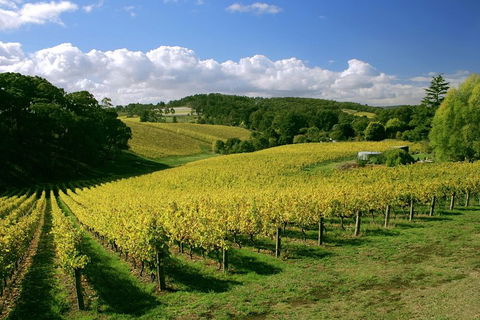 McLaren Vale And Glenelg Wine Tasting And Sightseeing (Half-day Afternoon) - Restaurants Sydney 4
