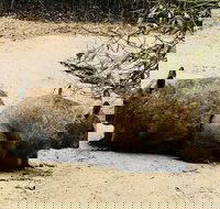 Phillip Island Penguin Parade Brighton Bathing Boxes and Wildlife Park Tour - Restaurants Sydney