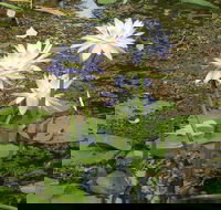 Yellow Water Cruise - Kakadu - Restaurants Sydney