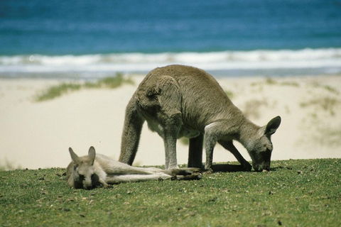 Great Ocean Road Highlights Tour - 2 Days, 1 Night - Restaurants Sydney 2