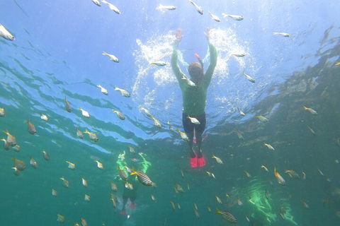 Manly Snorkel Trip And Nature Walk With Local Guide - Restaurants Sydney 0