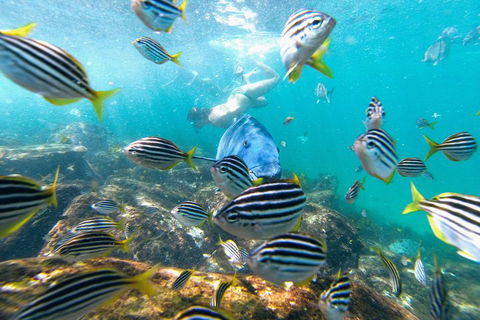 Manly Snorkel Trip And Nature Walk With Local Guide - Restaurants Sydney 2