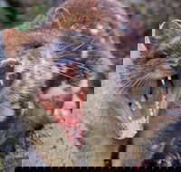 After Dark Tasmanian Devil Feeding Tour at Cradle Mountain - Restaurants Sydney
