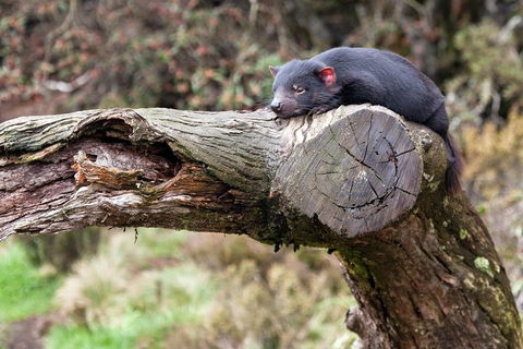 Day Keeper Tour - Restaurants Sydney 0