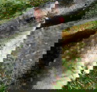 1-Hour Tasmanian Devil Feeding Day Tour at Cradle Mountain - Restaurants Sydney