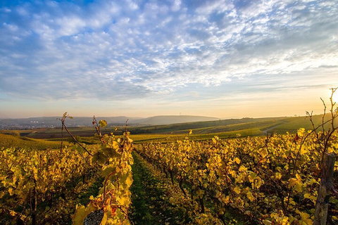 Wine Tours Sydney - Southern Highlands Day Escape, Full Day Wine Tasting Tour - Restaurants Sydney 1