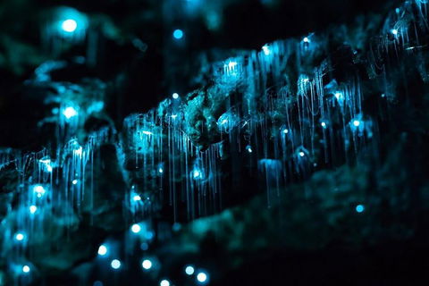 Hinterland Magic & Glow-worm Experience - Restaurants Sydney 1