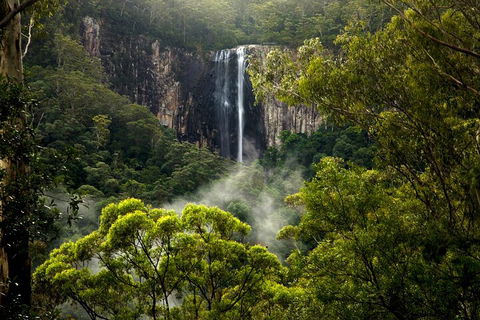Hinterland Magic & Glow-worm Experience - Restaurants Sydney 4