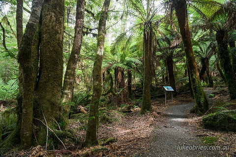 Mt Field And Styx Valley Photography Tour - Restaurants Sydney 2