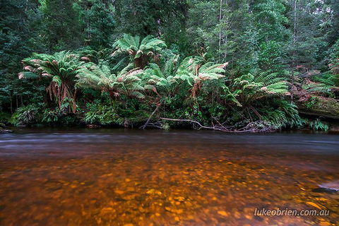 Mt Field And Styx Valley Photography Tour - Restaurants Sydney 4