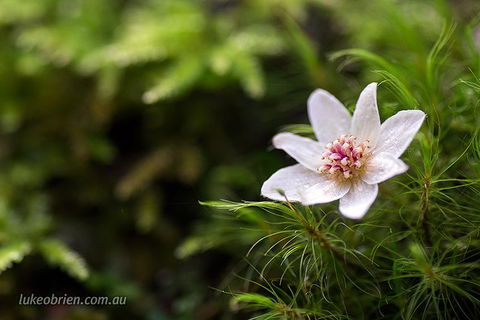 Mt Field And Styx Valley Photography Tour - Restaurants Sydney 5