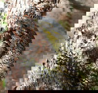 Byron Bay Combo Hinterland Tour Including Minyon Falls and Kayaking with Dolphins - Restaurants Sydney