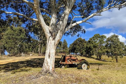 Blue Mountains Private Tour - Wild Kangaroos, Waterfalls And The Three Sisters - Restaurants Sydney 1