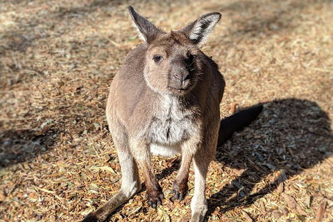 Blue Mountains Private Tour - Wild Kangaroos, Waterfalls And The Three Sisters - Restaurants Sydney 2