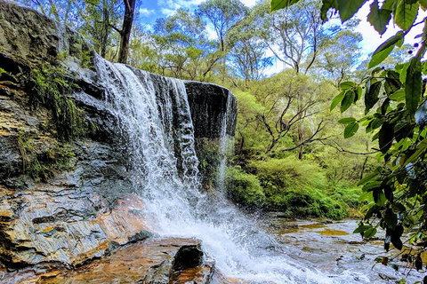 Blue Mountains Private Tour - Wild Kangaroos, Waterfalls And The Three Sisters - Restaurants Sydney 5