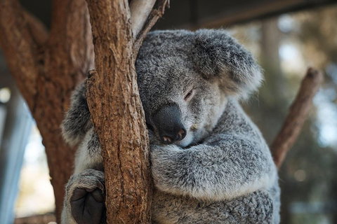 Sydney Taronga Zoo General Entry Ticket - Restaurants Sydney 3