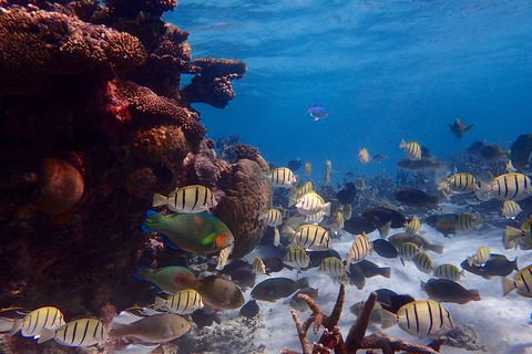 Lagoon Explorer - Ningaloo Reef Full-Day Kayaking And Snorkeling Adventure - Restaurants Sydney 2