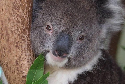 All Inclusive Blue Mountains Small-Group Day Trip From Sydney - Restaurants Sydney 1