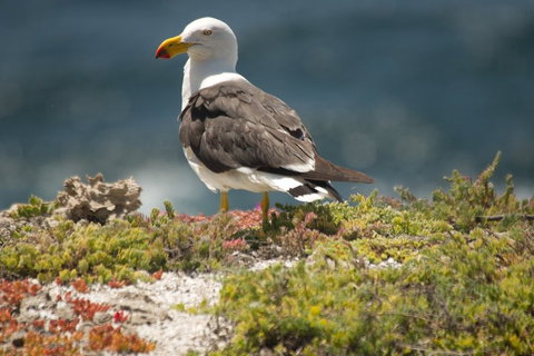 From The Mountains To The Bay - 4 Day Rediscovery Small Group Tour - Restaurants Sydney 1