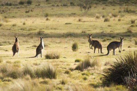 From The Mountains To The Bay - 4 Day Rediscovery Small Group Tour - Restaurants Sydney 4
