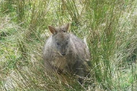 Leven Canyon Day Trip Including Wings Wildlife Park Or Gunns Plains Caves - Restaurants Sydney 3