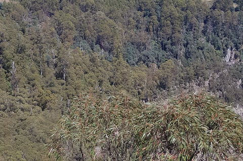Leven Canyon Day Trip Including Wings Wildlife Park Or Gunns Plains Caves - Restaurants Sydney 4