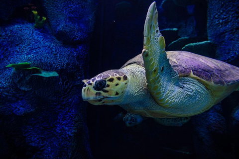 Sydney Attractions Pass: SEA LIFE Aquarium, Sydney Tower Eye, WILD LIFE Zoo And Madame Tussauds - Restaurants Sydney 1