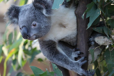 Sydney Attractions Pass: SEA LIFE Aquarium, Sydney Tower Eye, WILD LIFE Zoo And Madame Tussauds - Restaurants Sydney 2