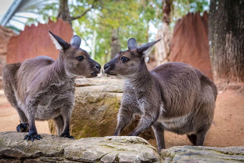 Sydney Attractions Pass: SEA LIFE Aquarium, Sydney Tower Eye, WILD LIFE Zoo And Madame Tussauds - Restaurants Sydney 5