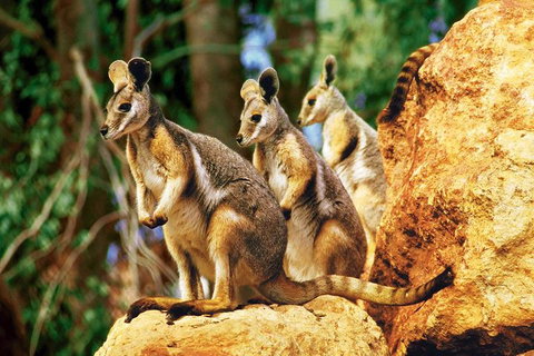 Sydney Harbour Hop On Hop Off Cruise With Taronga Zoo Entry - Restaurants Sydney 4