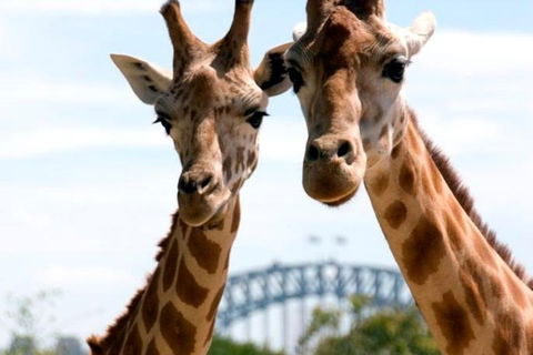 Sydney Harbour Ferry With Taronga Zoo Entry Ticket - Restaurants Sydney 1