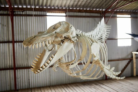 Albany's Whale Story - Restaurants Sydney 3