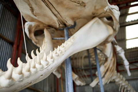 Albany's Whale Story - Restaurants Sydney 5