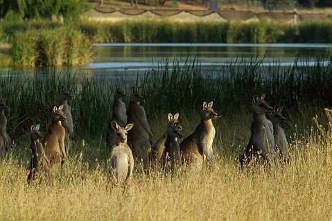 Canberra - The National Capital | Full Day Private Tour | Departs From Sydney - Restaurants Sydney 3