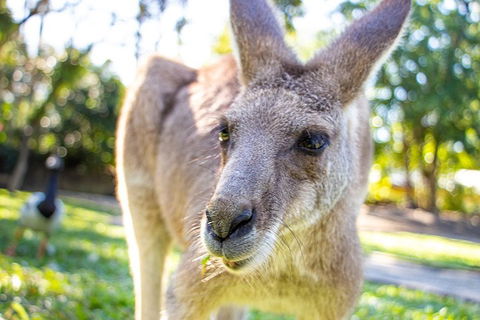 Virtual Interactive Australian Wildlife Tour With Private Guide-Wildlife Habitat - Restaurants Sydney 2