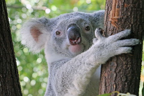 Virtual Interactive Australian Wildlife Tour With Private Guide-Wildlife Habitat - Restaurants Sydney 3