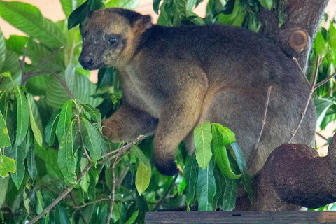 Virtual Interactive Australian Wildlife Tour With Private Guide-Wildlife Habitat - Restaurants Sydney 4