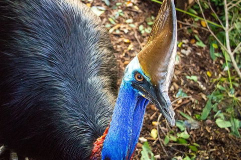 Virtual Interactive Australian Wildlife Tour With Private Guide-Wildlife Habitat - Restaurants Sydney 5