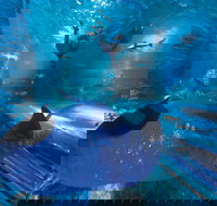 Snorkel with Sharks at AQWA - Restaurants Sydney