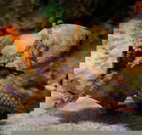 Glass Bottom Boat  Entry at AQWA - Restaurants Sydney