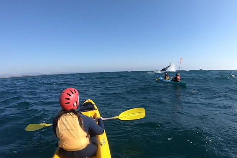 Kayaking With Dolphins In Byron Bay Guided Tour - Restaurants Sydney 3